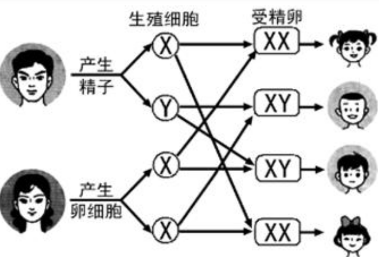 香港靠谱供卵机构-男/女单位的可靠的六周测试保证(图1)